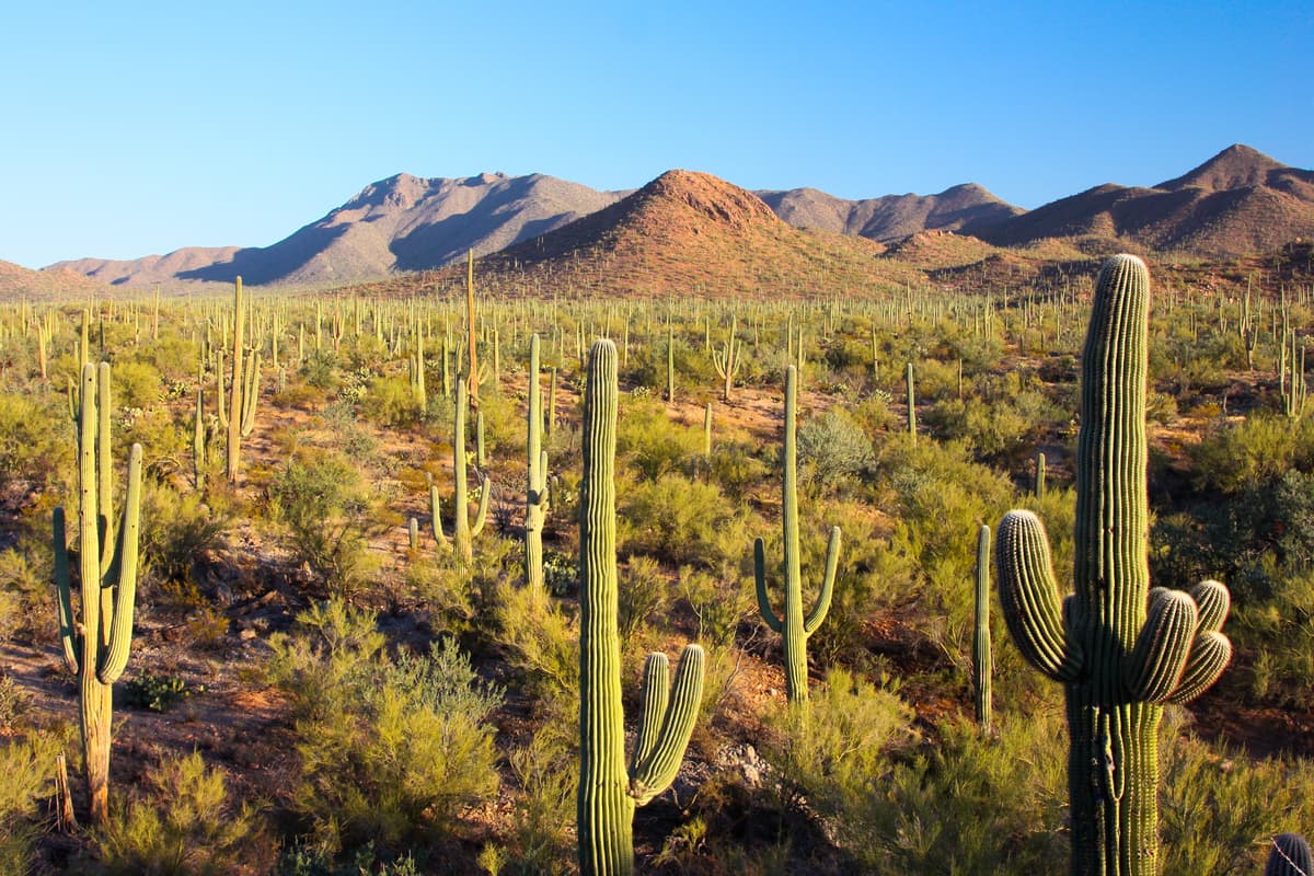 Tucson, AZ